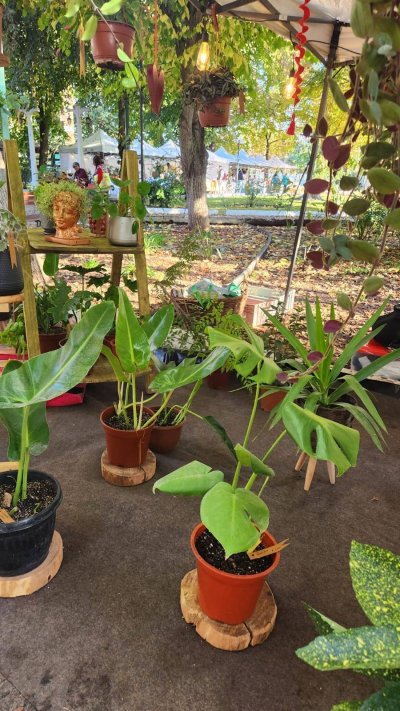 El Rincón de Ely — foto 2